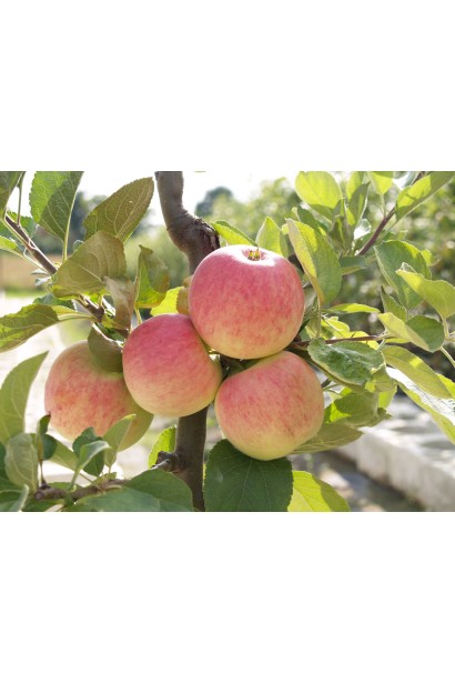 Яблуня Пірус - плоди на дереві